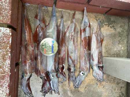 ヤリイカ終盤かな？