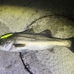 爆風の中の一本