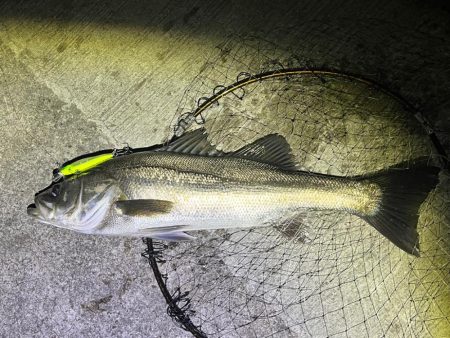 爆風の中の一本