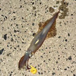 アジングでヤリイカ、、