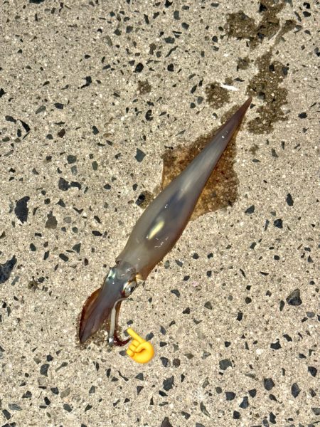 アジングでヤリイカ、、