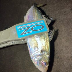 早朝のアジ釣りで10匹GET