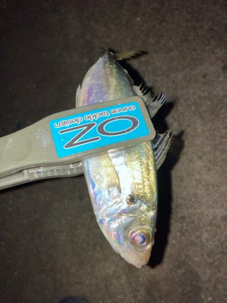 早朝のアジ釣りで10匹GET