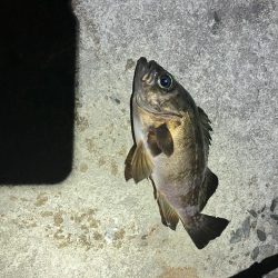 東二見メバル14