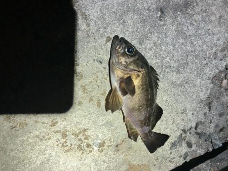 東二見メバル14