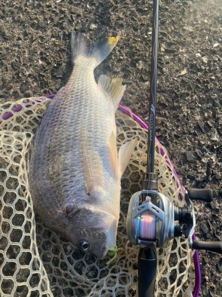 夕まずめチニング!