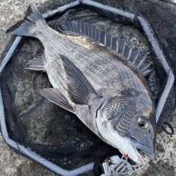 ヘチってきました