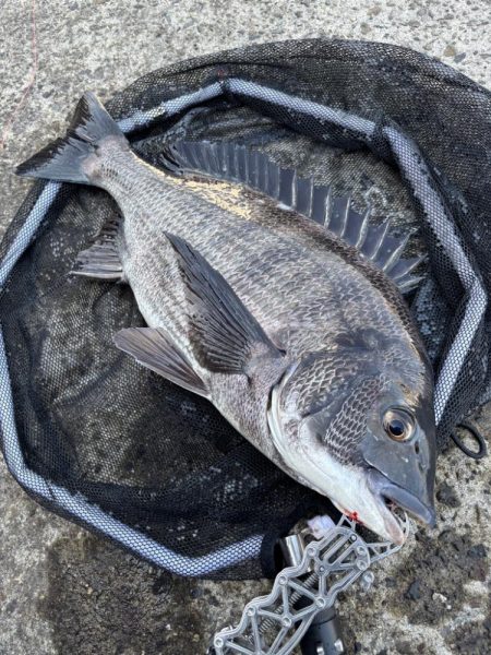 ヘチってきました