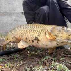 春のカーピング！