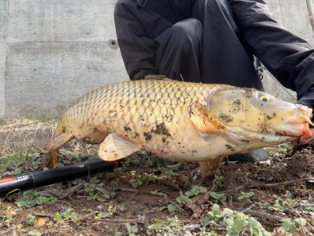 春のカーピング！