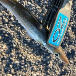 朝マズメのカマス釣りで5匹GET