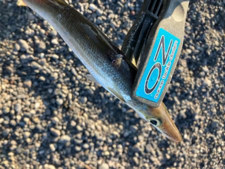 朝マズメのカマス釣りで5匹GET