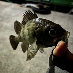 メバリング&ロックフィッシュの旅