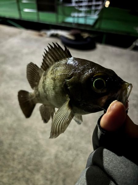 メバリング&ロックフィッシュの旅