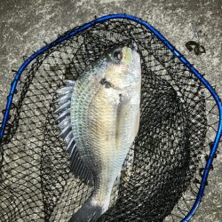 ドブ川チニング