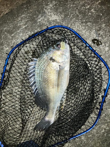 ドブ川チニング