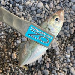 朝マズメのサーフでアジ釣りで7匹GET