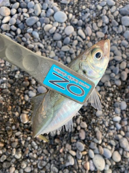 朝マズメのサーフでアジ釣りで7匹GET