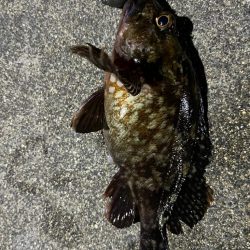 春のライトロック