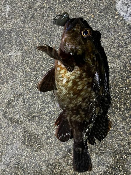 春のライトロック