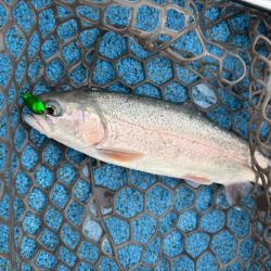 大雨フィッシング