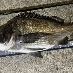 チヌは浮きぎみ?