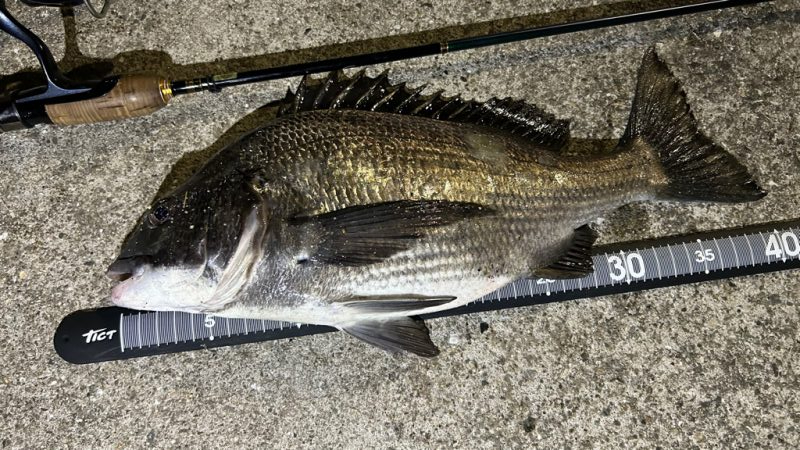 チヌは浮きぎみ?