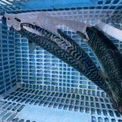 久しぶりのアジ釣り