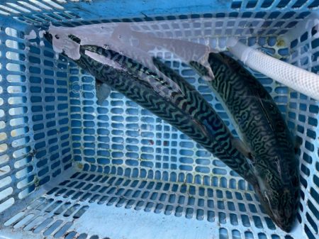 久しぶりのアジ釣り