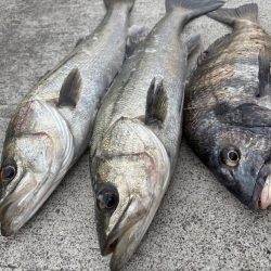 エビ撒き好調です！