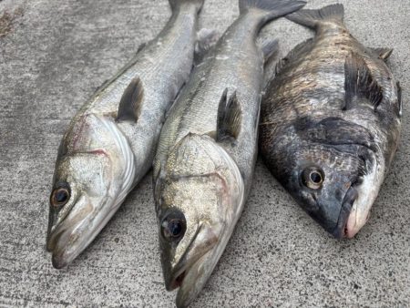 エビ撒き好調です！