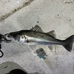 ボートシーバス