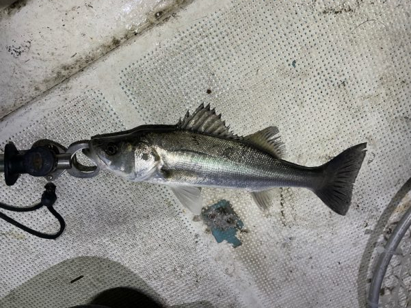 ボートシーバス