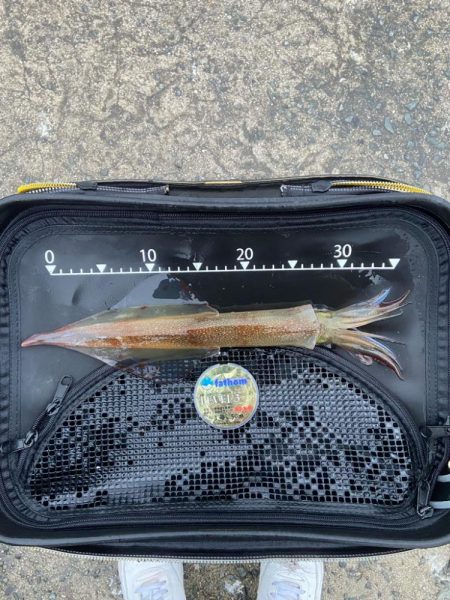 大型ヤリイカゲット