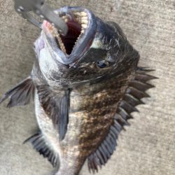 エビ撒きでチヌ好調です