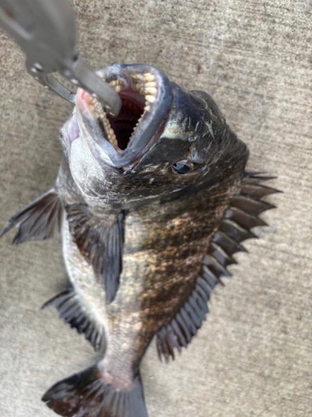 エビ撒きでチヌ好調です