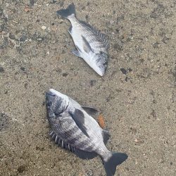 ホタパタで黒鯛、マゴチ