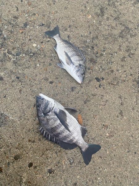 ホタパタで黒鯛、マゴチ