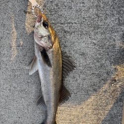 セイゴ活性化中です