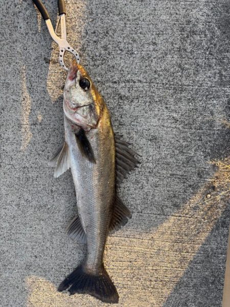 セイゴ活性化中です