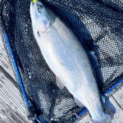 サーモン/脈釣り