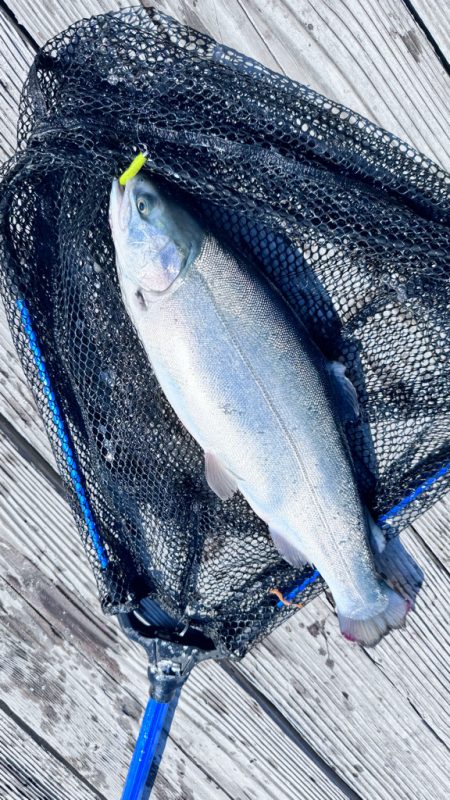 サーモン/脈釣り