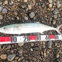 サーフでサゴシ