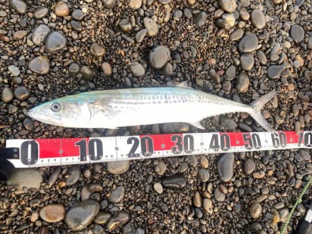 サーフでサゴシ