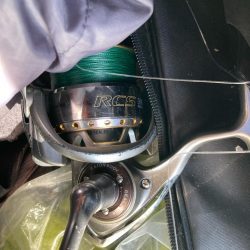 朝マズメのカマス釣りで4匹GET