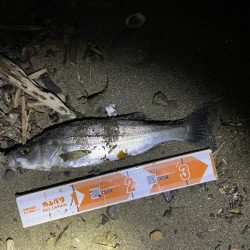 まだちょっと渋いのかな？