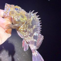 絶好の釣り日和じゃない？