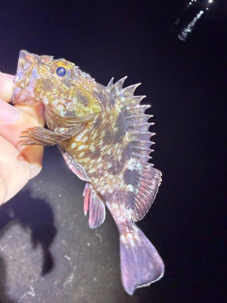 絶好の釣り日和じゃない？