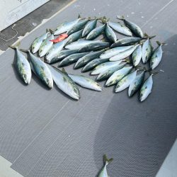 ハマチ/ジギング