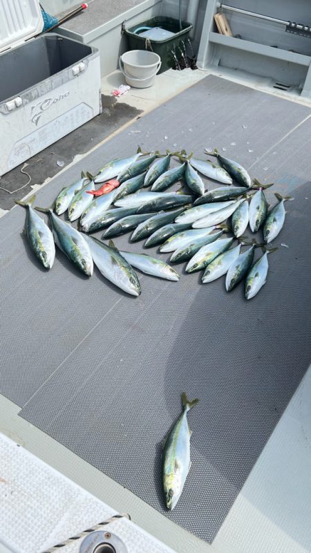 ハマチ/ジギング